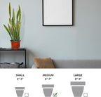 Live Sansevieria, Snake Plant, Housewarming Gift, Office Gift, Live Decor, Plant Lover Gift, Evergreen Indoor Plant in 6" Pot