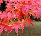 Japanese Red Maple Live Plant – 1-2 Ft Tall Tree in 3 Inch Pot – Outdoor Ornamental Dwarf Red Maple for Landscaping, Patio, Garden or Bonsai Starter – Hardy Deciduous Shade Tree