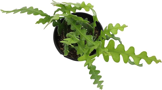 Zigzag Fishbone Cactus Hanging Basket, Non-Toxic Epiphyllum Orchid Succulent, Pet Friendly Trailing Succulents for Indoor Outdoor Decor, Easy to Grow, Non-Toxic Houseplant