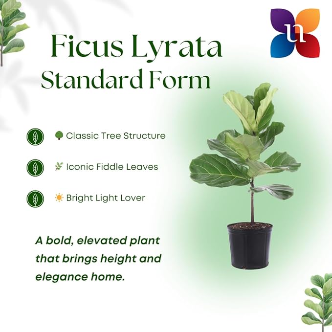 United Nursery Fiddle Leaf Fig Live Plant 24–30 inches Tall in 10 inch Nursery Pot, Indoor House Plant for Bright Home and Office Spaces