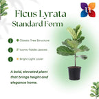 United Nursery Fiddle Leaf Fig Live Plant 24–30 inches Tall in 10 inch Nursery Pot, Indoor House Plant for Bright Home and Office Spaces