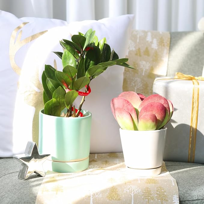 ZZ Plant (4 inch) - Lucky Houseplants - 4/6 inch Unique Live Decorative Houseplants - Easy to Care Indoor Plants, Perfect for Office, Home & Feng Shui Decor
