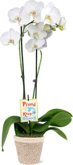 Green Circle Growers 5" White & Yellow Orchid in White Jute Planter, Live Plant – Proud of You
