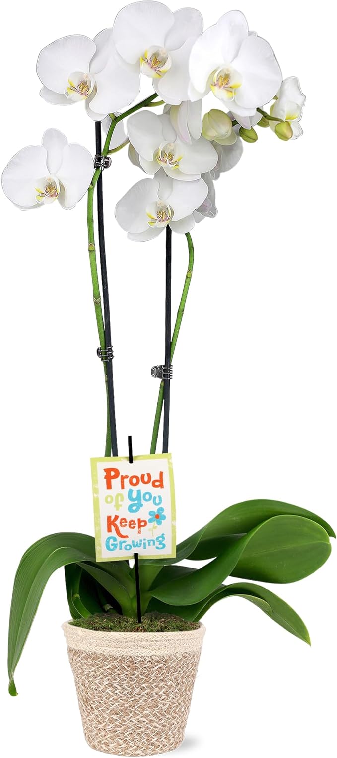 Green Circle Growers 5" White & Yellow Orchid in White Jute Planter, Live Plant – Proud of You