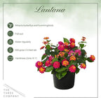 Live Flowering Lantana - Havana Sunset - Color Mix (2 Plants Per Pack) - Grower's Choice Multi Color Blooms, Healthy Blooming Pollinator, 8" Tall by 5" Wide in 1 Qt Pot
