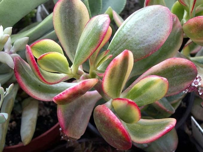 Cream & Green Jade Plant-Crassula ovata VAR. - 2.5" Pot
