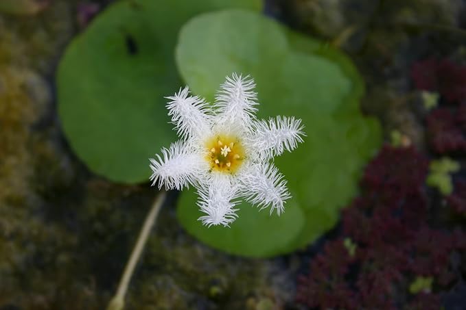 White Snowflake | Surface Pond Plants - Easy Water Garden Plants
