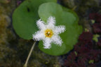 White Snowflake | Surface Pond Plants - Easy Water Garden Plants