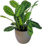 Live Plant, Lemon Lime Maranta Prayer Plant, Pet Friendly, Air Purifying Plant, Easy Care, Easy to Grow Live Indoor Plant, Houseplant, Rare Indoor Plant, Home Décor Pot (Slate)