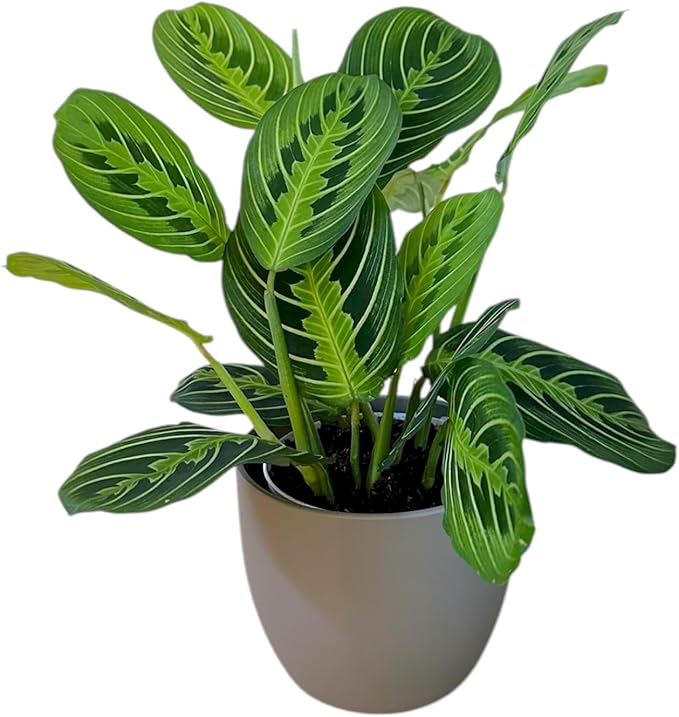 Live Plant, Lemon Lime Maranta Prayer Plant, Pet Friendly, Air Purifying Plant, Easy Care, Easy to Grow Live Indoor Plant, Houseplant, Rare Indoor Plant, Home Décor Pot (Slate)