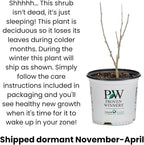 Proven Winners Ripple Effect Summersweet (Clethra alnifolia) Live Plant, 4.5" Qt, 4 Pack