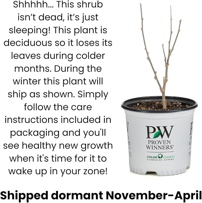 Proven Winners Summer Wine ROS Ninebark (Physocarpus opulifolius) Live Plant, 4.5" Qt, 4 Pack
