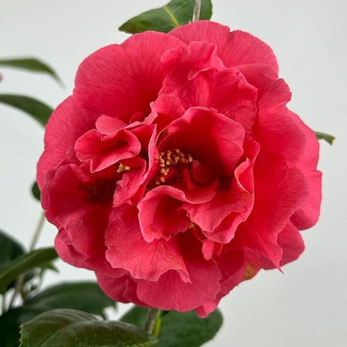 Blooming & Beautiful - Kramer's Supreme Camellia - 3 gal - Evergreen Shrub - Large Bright Rosy Red Peony Form Blooms - Zones 7-9 - Camellia Japonica ‘Kramer’s Supreme’ - 3 Gallon Pot