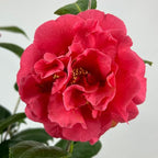 Blooming & Beautiful - Kramer's Supreme Camellia - 3 gal - Evergreen Shrub - Large Bright Rosy Red Peony Form Blooms - Zones 7-9 - Camellia Japonica ‘Kramer’s Supreme’ - 3 Gallon Pot
