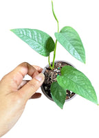 PLANTVERS Cebu Blue Pothos Live Plant – Epipremnum Pinnatum – Cebu Blue Live Vining Plant – Low Light Indoor Houseplant – Easy Tropical Climbing Plant – Air Purifying Indoor Plant (2" Nursery Pot)