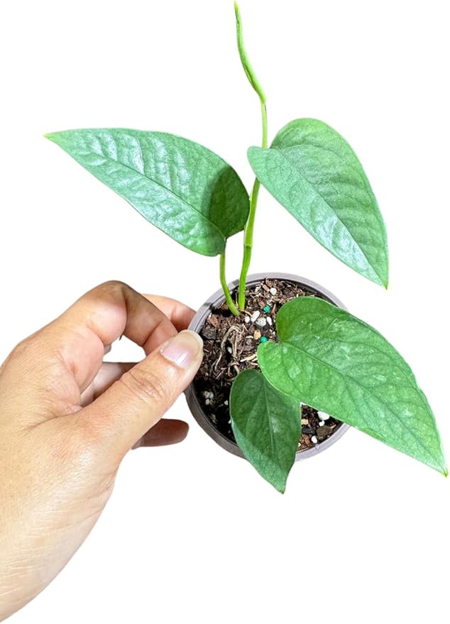 PLANTVERS Cebu Blue Pothos Live Plant – Epipremnum Pinnatum – Cebu Blue Live Vining Plant – Low Light Indoor Houseplant – Easy Tropical Climbing Plant – Air Purifying Indoor Plant (2" Nursery Pot)
