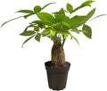 Money Tree Stump Live Plant, 12-14 inch Tall, Easy to Grow Live Indoor Bonsai Tree, Pachira aquatica