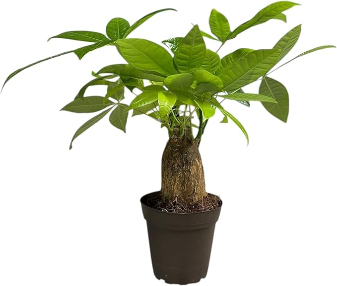 Money Tree Stump Live Plant, 12-14 inch Tall, Easy to Grow Live Indoor Bonsai Tree, Pachira aquatica