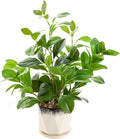 16 inch Fake Plants Indoor Realistic Thick Evergreen Leaf Artificial Plant with Black and White Creamic Pot for Farmhouse Home Room Bedroom Kitchen Office Desk Decor
