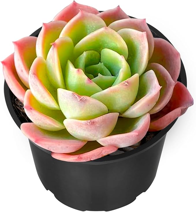 Sprout N Green Echeveria Honey Melon, Live Succulent Plant Fully Rooted in 2" Pots with Soil Mix, Real Houseplant for Indoor Outdoor Home Office Wedding Decoration Party Favor