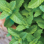 Spearmint Plants Live, Mint Plants for Inside and Home Décor, 3-Inch Potted Fresh Herb for Kitchen Gardens and Indoor Outdoor Growing