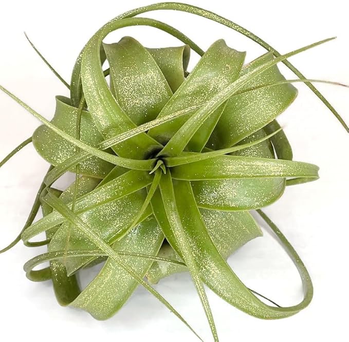XL Xerographica Colored Air Plant, Live Tillandsia House Plant, Easy Care Indoor Outdoor, Great Gift, Healthy Arrival Guaranteed (Sparkle)