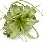 XL Xerographica Colored Air Plant, Live Tillandsia House Plant, Easy Care Indoor Outdoor, Great Gift, Healthy Arrival Guaranteed (Sparkle)