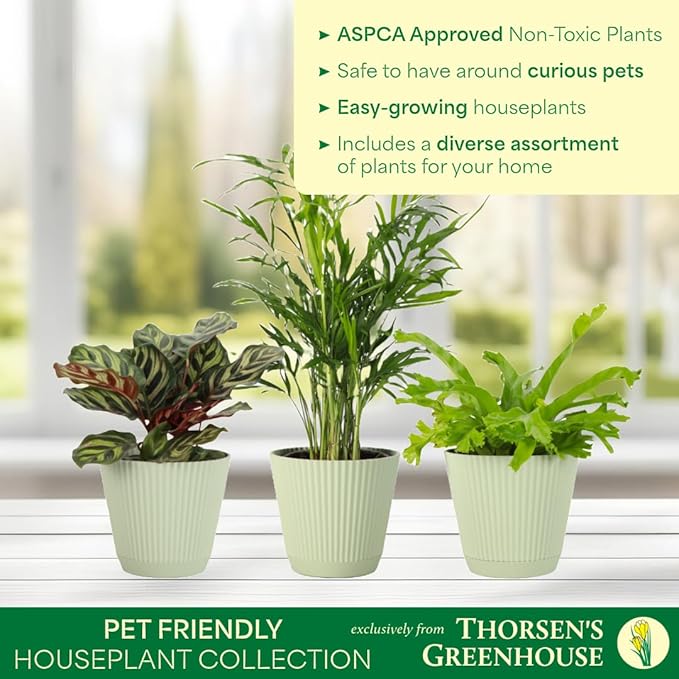Thorsen's Greenhouse Live Pet Safe Houseplants (3 Pack), Easy to Grow, Pet Friendly & Non-Toxic, Grower's Choice Bundle, 4-inch Diameter Established Plants, Sage Ruffled Pot (3-Pack)