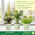 Thorsen's Greenhouse Live Pet Safe Houseplants (3 Pack), Easy to Grow, Pet Friendly & Non-Toxic, Grower's Choice Bundle, 4-inch Diameter Established Plants, Sage Ruffled Pot (3-Pack)