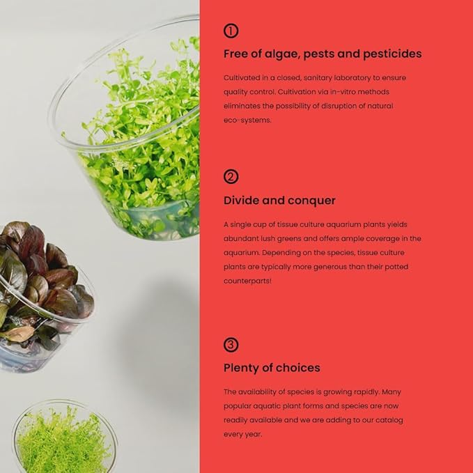 Ultum Nature Systems Rotala Macrandra Mini Red Stem Tissue Culture Live Plant for Aquarium, Aquascape, Freshwater Fish Tanks - 100% Snail Free in Vitro