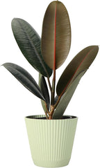 Thorsen's Greenhouse Ficus elastica, Live Indoor Plant, Rare Variety, Natural Air Purifier, Burgundy Rubber Plant, 4-Inch Diameter Pot (Sage)