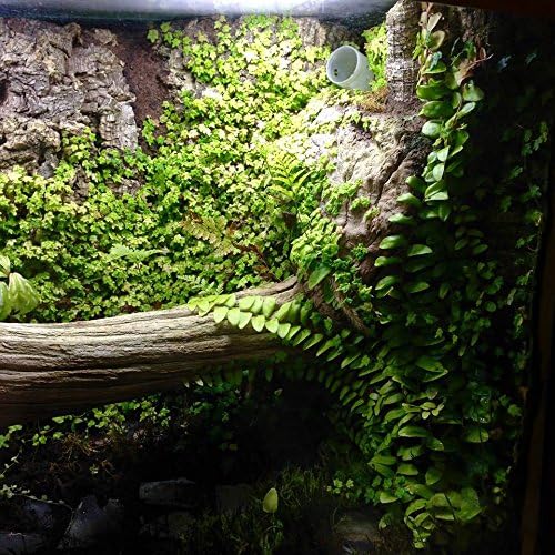 Ficus pumila 'Quercifolia' - String of Frogs