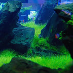 2 Dwarf Hairgrass Plants Live, Aquarium Pond Plants, Freshwater Aquarium Plant, 4 to 6 Inches Tall, Easy to Plant