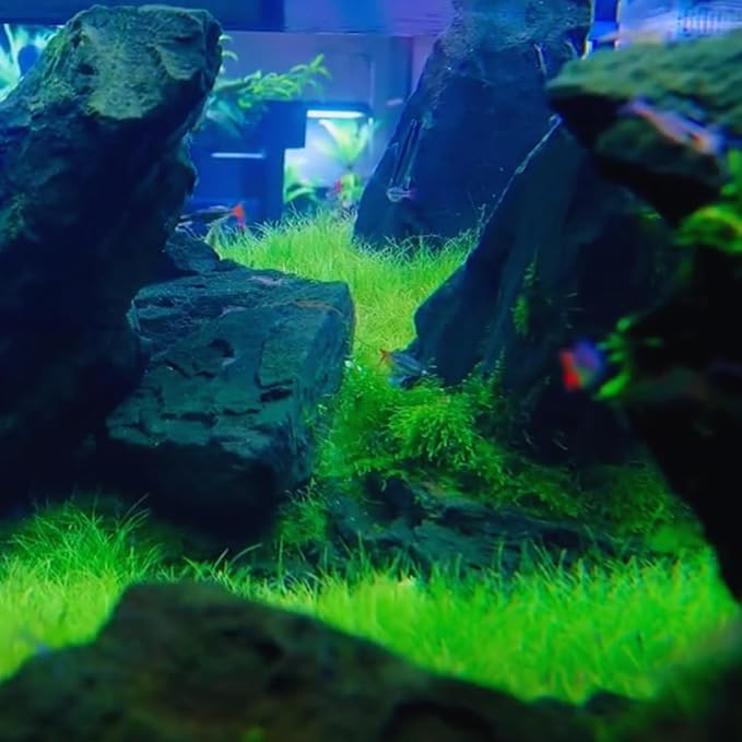 2 Dwarf Hairgrass Plants Live, Aquarium Pond Plants, Freshwater Aquarium Plant, 4 to 6 Inches Tall, Easy to Plant