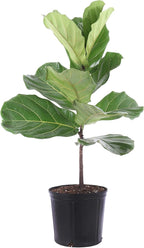 United Nursery Fiddle Leaf Fig Live Plant 24–30 inches Tall in 10 inch Nursery Pot, Indoor House Plant for Bright Home and Office Spaces