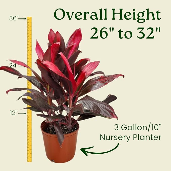 Hawaiian Ti Cordyline Plant - Tropical Foliage Plant - Overall Height 26" to 32" - Tropical Plants of Florida (Plant Only)