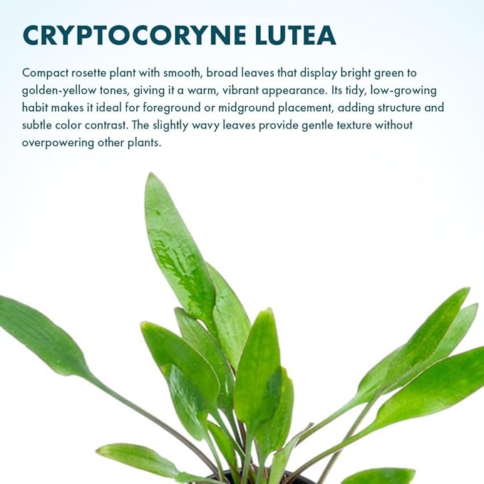 SubstrateSource Cryptocoryne Live Aquarium Plants - Freshwater Plant for Aquariums, Planted Fish Tanks - Beginner Friendly (Lutea, 1 Pot (3-5 Plants))