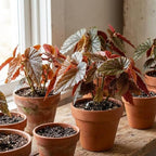 Begonia Live Plant, Begonias Live Plant, Rare Begonias Plants, 5-7 Inches in Height for Indoor Houseplant (Pink Leaf with White Spots Begonia)