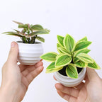 Artificial Potted Plants Set of 6, Bathroom Decor 3.94" Mini Fake Plants in Plastic Pots - Realistic Fake Greenery for Home, Office, Desk, Bathroom & Kitchen Decor,Small Plants Gift Set