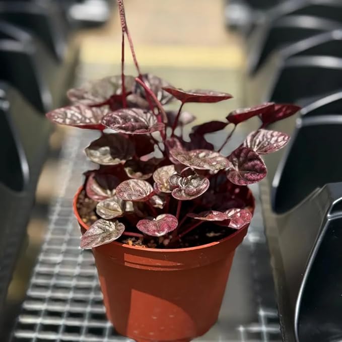 Peperomia Schumi Red Live Plant, Pet-Safe Metallic Red Houseplant in 3-Inch Grower Pot, Beginner-Friendly Flowering Indoor Tropical Plant for Home and Office Decor