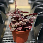 Peperomia Schumi Red Live Plant, Pet-Safe Metallic Red Houseplant in 3-Inch Grower Pot, Beginner-Friendly Flowering Indoor Tropical Plant for Home and Office Decor