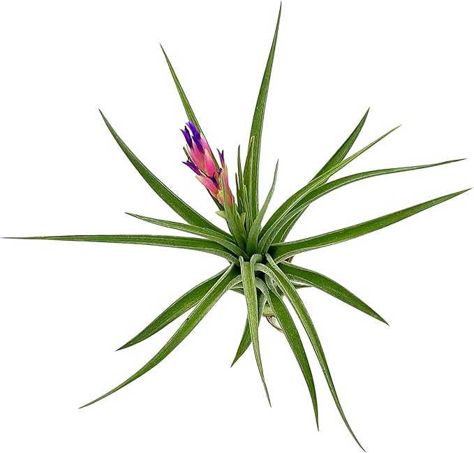 Air Plants - Flowering Tillandsia Aeranthos, Large 3-5" - 2ct - Live Arrival Guaranteed - House Plants for Home Decor & Gift