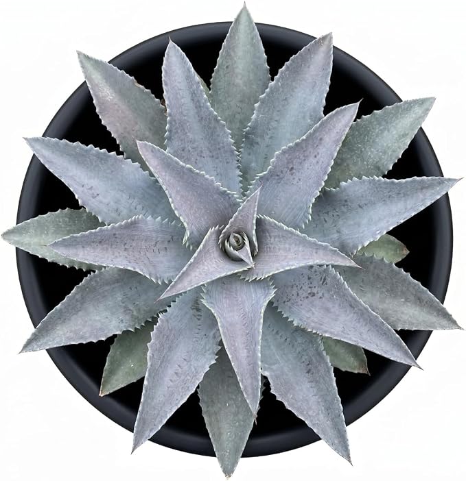 Mangave 'Silver Fox', 1.5" Plug - Live Succulent Plant, Agave Like Rosette, Low Maintenance Indoor Outdoor Plant for Home Garden Decor, Beginner-Friendly Live Plants