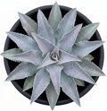 Mangave 'Silver Fox', 1.5" Plug - Live Succulent Plant, Agave Like Rosette, Low Maintenance Indoor Outdoor Plant for Home Garden Decor, Beginner-Friendly Live Plants