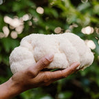 Lion's Mane Mushroom Growing Kit - 6lbs - Mushroom Grow Kit, Indoor Growing, Easy to Use, Grow Lions Mane at Home