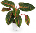 Agloanema Garnet House Plant, Chinese Evergreen Live Plant for Indoor Spaces, Colorful Aglaonema Live Plant, Feng Shui Plants Live Houseplants for Good Luck