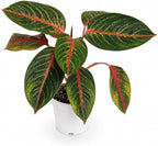 Agloanema Garnet House Plant, Chinese Evergreen Live Plant for Indoor Spaces, Colorful Aglaonema Live Plant, Feng Shui Plants Live Houseplants for Good Luck