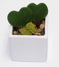Athena's Garden Heart-shaped Hoya Kerrii 2 Live Plant Succulents White Ceramic Pot Arrangement