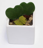 Athena's Garden Heart-shaped Hoya Kerrii 2 Live Plant Succulents White Ceramic Pot Arrangement
