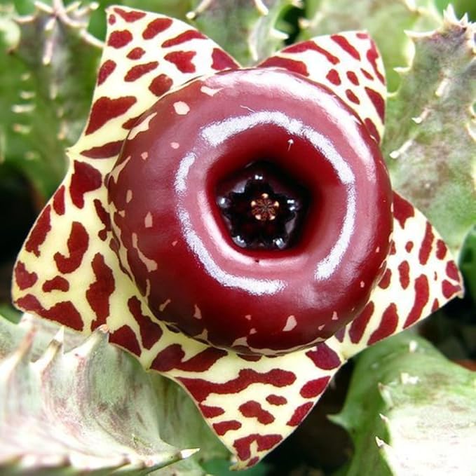 Starfish Cactus Plant in 2 Inch Pot, Live Indoor Succulent for Pot and Hanging Basket, Easy Care Indoor, Outdoor Plants